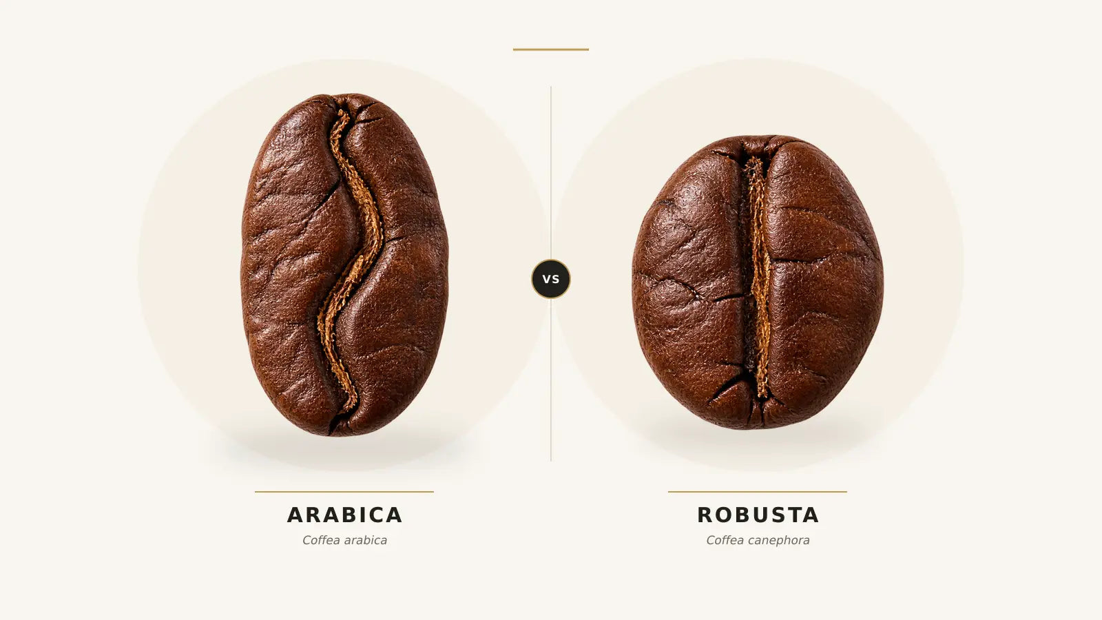 Arabica vs Robusta Coffee: Differences in Flavor, Caffeine and Espresso