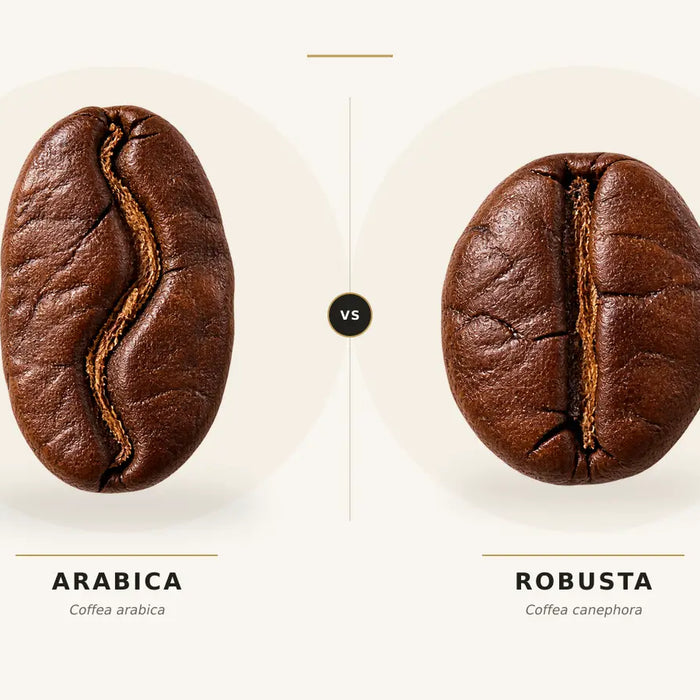 Arabica vs Robusta Coffee: Differences in Flavor, Caffeine and Espresso