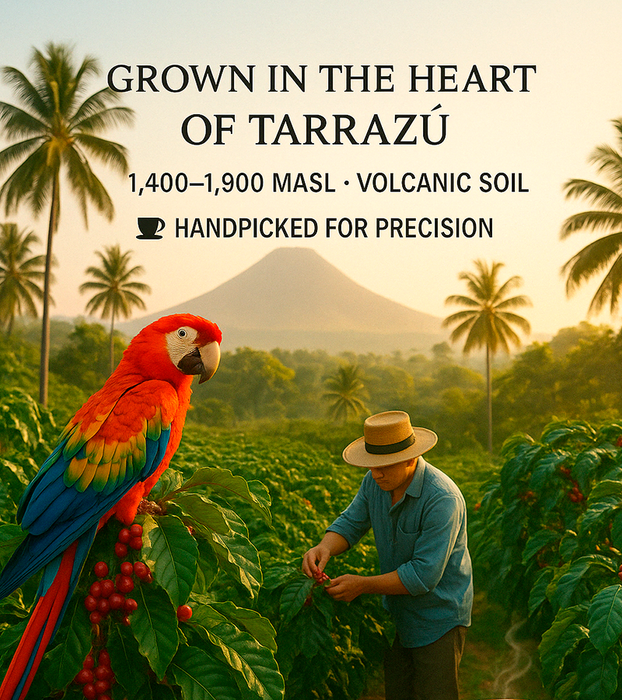 Costa Rica Tarrazú · K-Cups